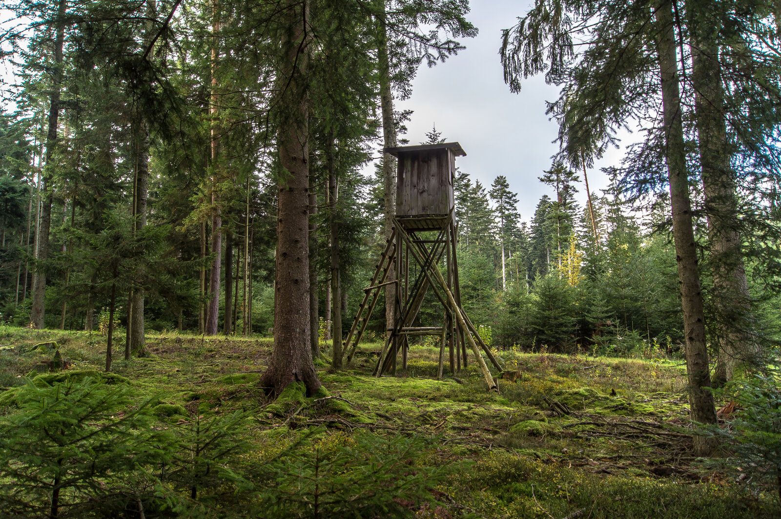 Hochsitz im fränkischen Revier