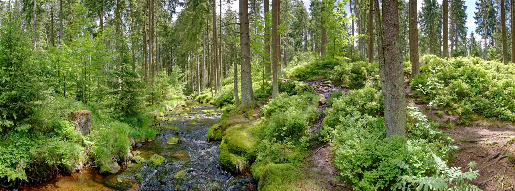 Waldbach in Mittelfranken
